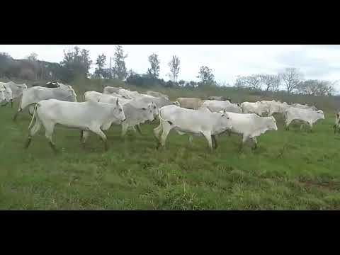 Vacas preñadas de 7 a 8 meses