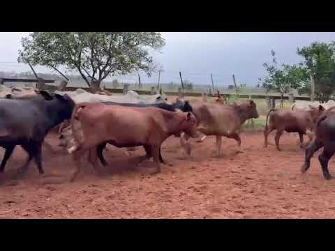 Vacas y Vaquillas preñadas