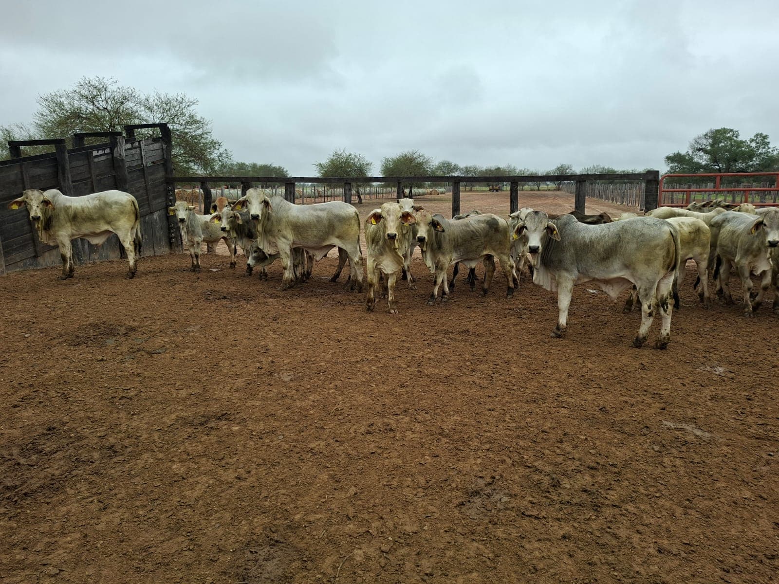 Vacas preñadas de 7 meses.